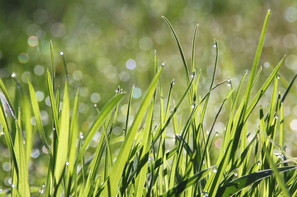 dew, grass, morning-1507498.jpg