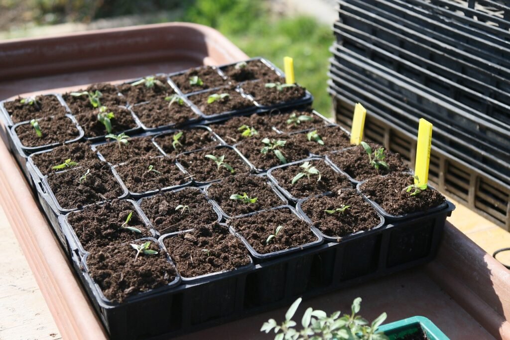 plants, sowing, tomatoes-5069661.jpg