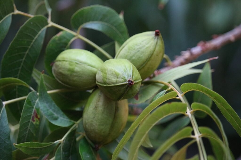 walnut, nogales, nogalera-3673416.jpg