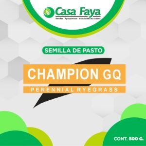 Semilla de pasto Rye grass perenne GQ champion 500g